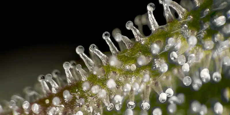 Nahaufnahme von Trichomen auf einer Cannabisblüte