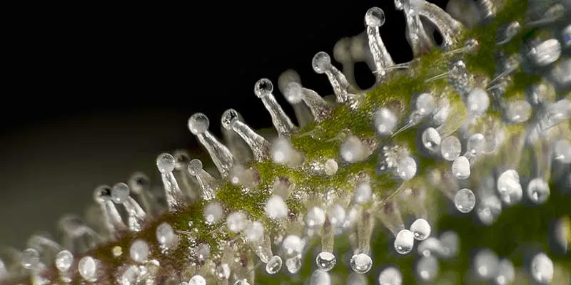 Nahaufnahme von Trichomen auf einer Cannabisblüte